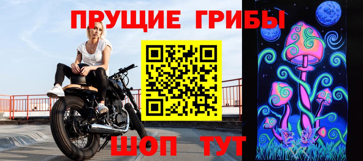 Галлюциногенные грибы Psilocybe Карачаевск